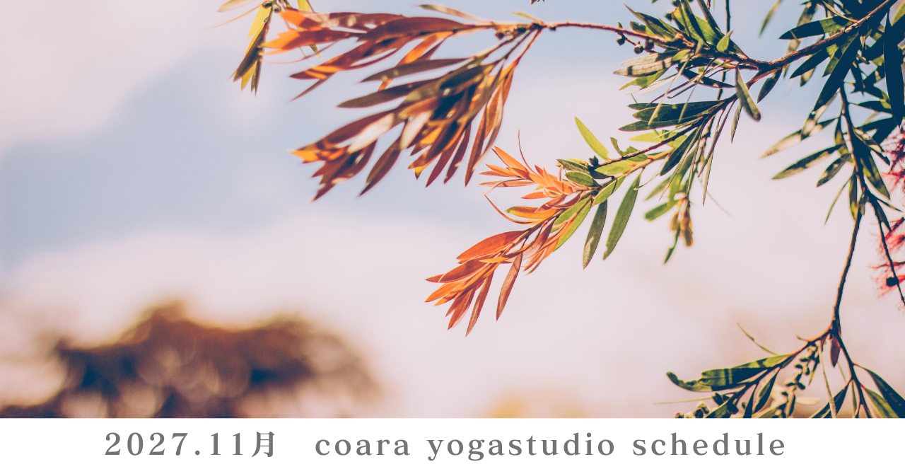 11月のスケジュールを公開しました🍂